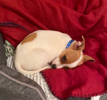 Jack Russell Terrier – Male Jack Russel
