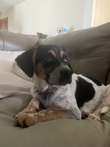 Australian Cattle Dog – puppy for sale