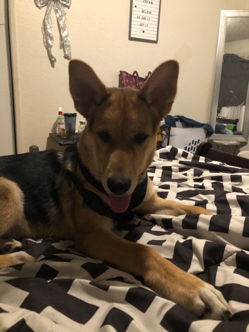 German Shepherd – I need A home