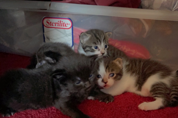 kitty cats