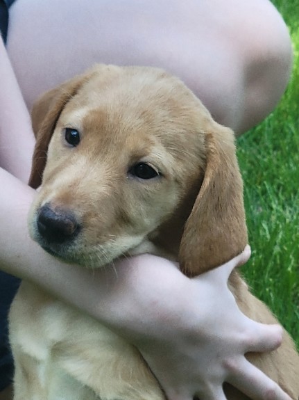 Labrador Retriever – beautiful twinkle In her star