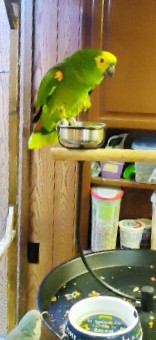 Amazon Parrot – Blue Napped Amazon