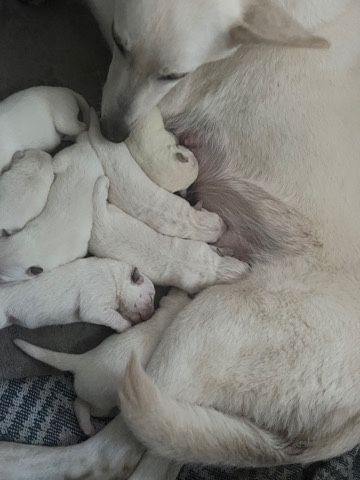 White Shepherd – KC White Swiss Shepherd puppies