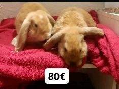 DRINGEND EIN NEUES ZUHAUSE GESUCHT