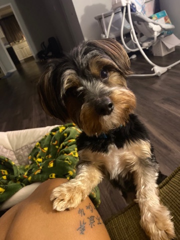 Yorkshire Terrier – Located in Albany Ga
