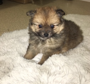 Pomeranian – Pomeranian