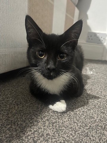 British Longhair – Selling my Cute Male kitten