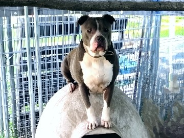 American Pit Bull Terrier – Friendly 7-Year-Old American Pit Bull Terrier in Marissa – Marissa