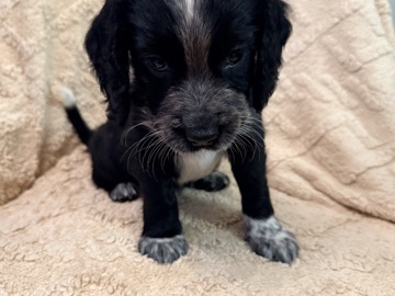 English Cocker Spaniel - Cocker Spaniel puppies  available for adoption in Basildon