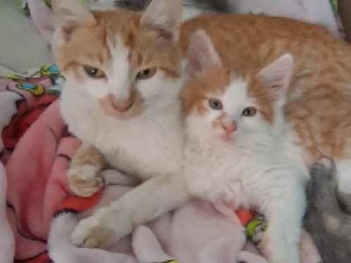 Daffodil and Demetri – Palmdale