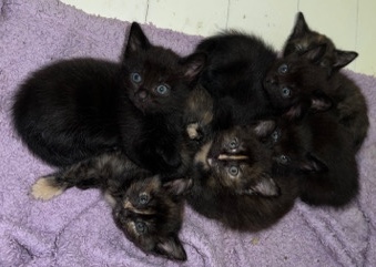 kittens