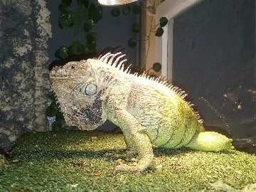 Image of Iguana