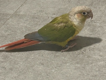 Conures – Pineaple-Cheek Conure
