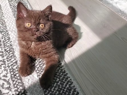 British Shorthair – BSH female kitten – Harris County