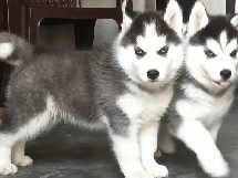 Siberian Husky - Full Friendly  available for adoption in Ludhiana