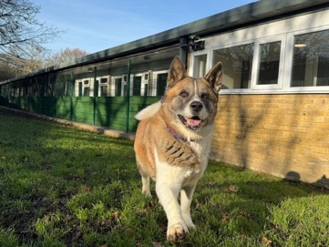 Akita – American Akita – Enfield