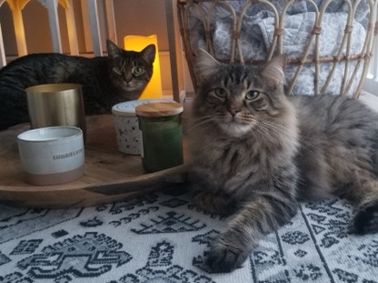 Maine Coon – Brother Cats – Avon
