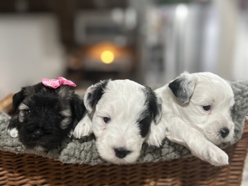 Miniature Schnauzer – LEAH & Luke are still available – Deltona