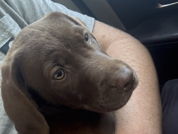 Labrador Retriever – chocolate labs – Lexington