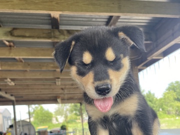 Siberian Husky – no name free rehome – Alvin