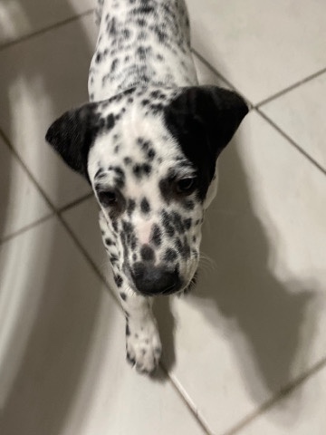 Dalmatian – selling a Dalmatian