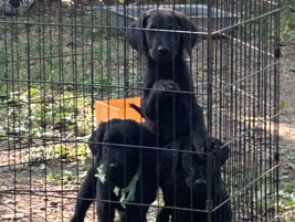 Rottie poo for sale – Milwaukee
