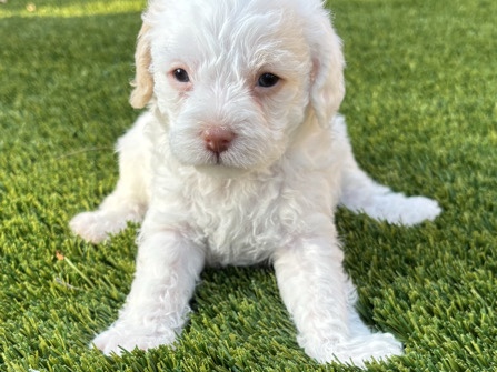 Maltipoo – Rehoming – San Jacinto