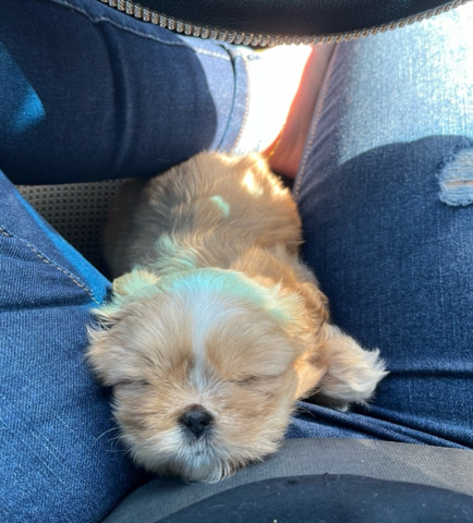 Shih Tzu – Shih Tzu Puppy