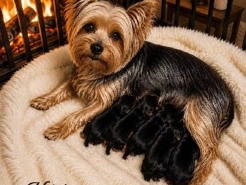 Yorkshire Terrier – yorkie puppy – Crowley