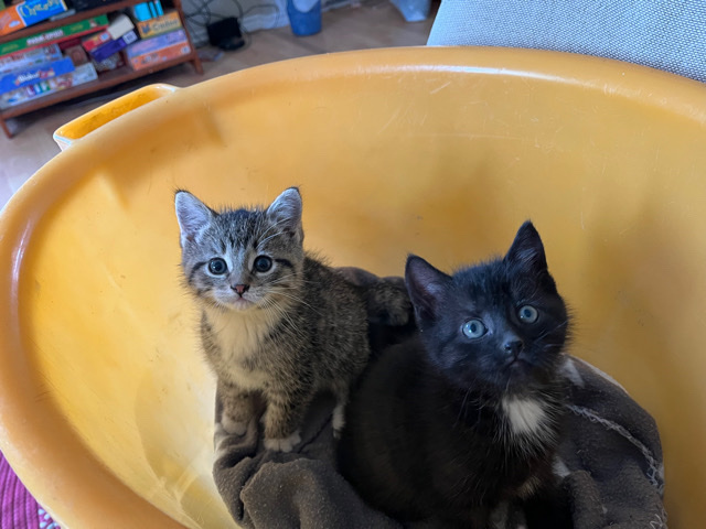 Kittens for sale!