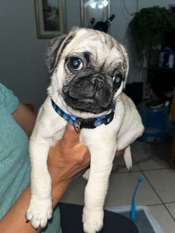 Pug – Pug Puppies!