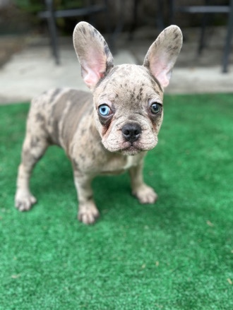 French Bulldog – Frenchies Merle