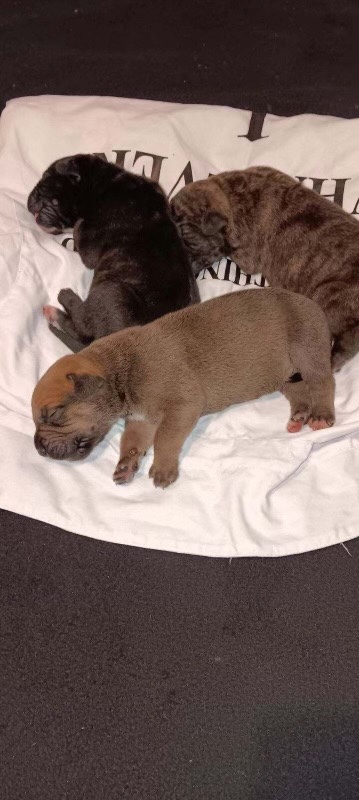 Cane Corso – beautiful cane corso pups
