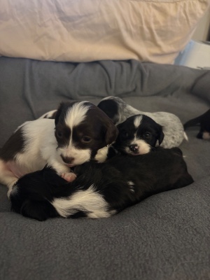 Chihuahua – Chihuahua/jack russell puppies – Springfield