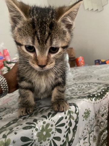 Bengal – bengal kitten