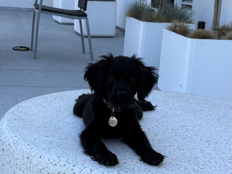 Cockapoo – Luna – Los Angeles