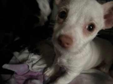 Chihuahua – Chihuahua/Jack Russell – Buffalo