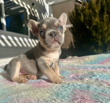 French Bulldog – lilac and tan fluffy carrier French bulldog