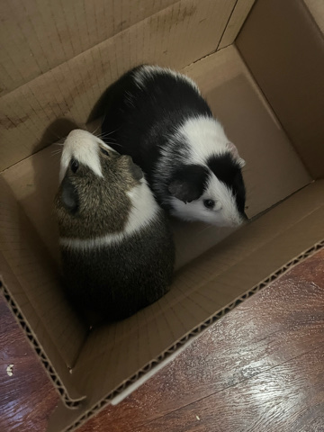 Any – Guinea Pigs