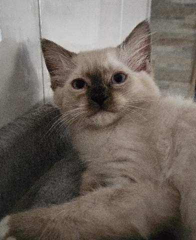 Ragdoll – Ragdoll Katerchen