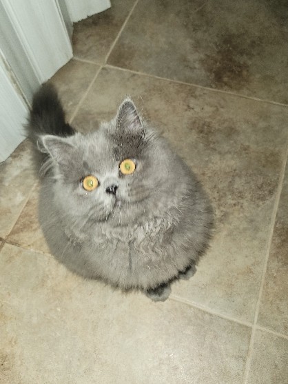 Persian Cat