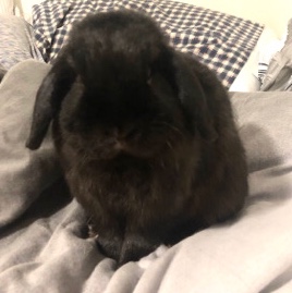 Holland Lop – Bunnies Needing Rehome