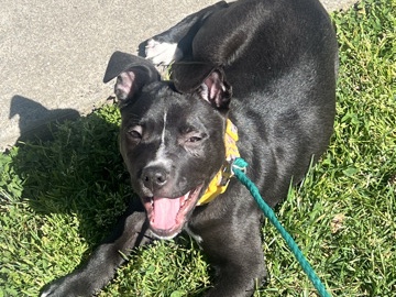 American Pit Bull Terrier – puppy needs a new home! – Sacramento