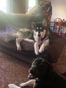 Alaskan Malamute – Looking for a forever home