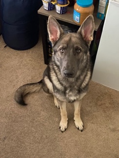 German Shepherd – Blue Sable German Shepherd