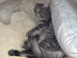 American Shorthair – cats – Phoenix
