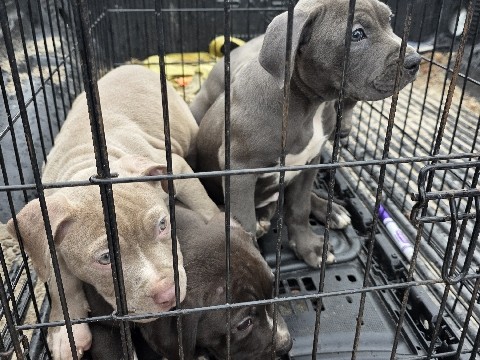 American Pit Bull Terrier – 4 pitbull puppy for sale – Beaufort