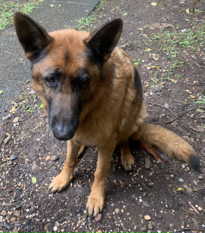 German Shepherd needs good home