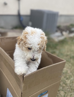 Poodle – Goldendoodle Male Puppies In Time For Easter! – Salt Lake City