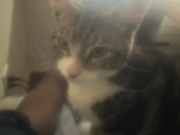 friendly kitten – Atlanta